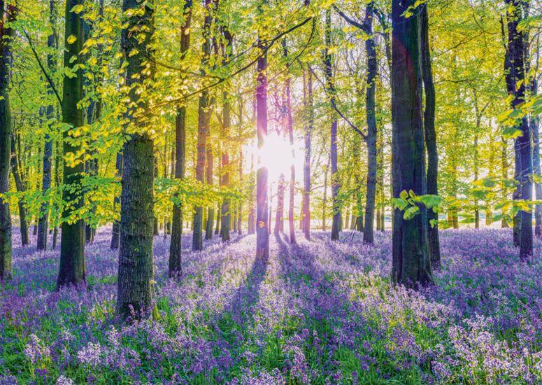 Schmidt - Tranquil Bluebell Woods - 1000 Piece Jigsaw Puzzle