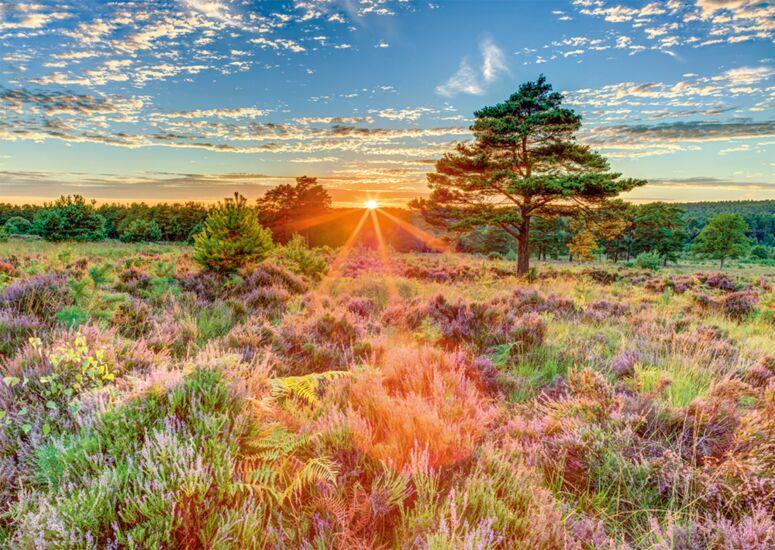 Schmidt - Sunset on the Heath - 1000 Piece Jigsaw Puzzle