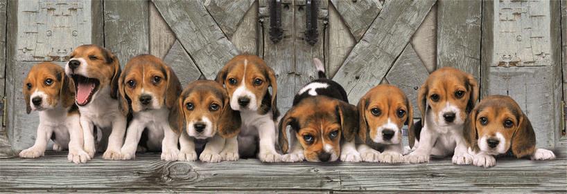 Clementoni - Panorama Beagles - 1000 Piece Jigsaw Puzzle