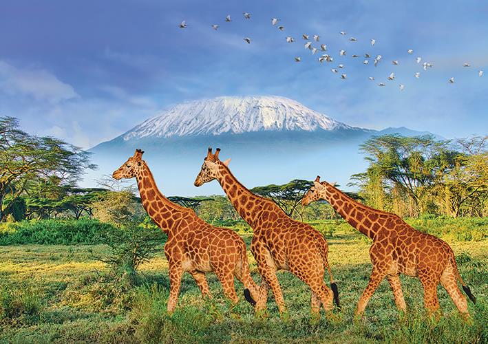 Calypto - Giraffes - 500XL Piece Jigsaw Puzzle