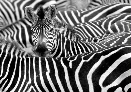 Wentworth - White Stripes - 40 Piece Wooden Jigsaw Puzzle