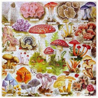Eeboo - Bountiful Mushrooms - 1000 Piece Jigsaw Puzzle