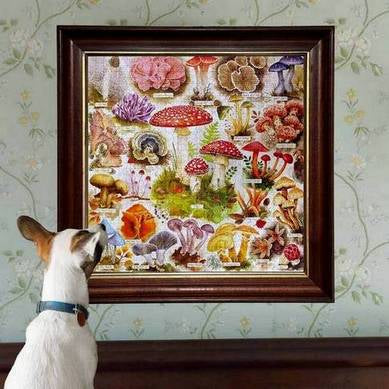 Eeboo - Bountiful Mushrooms - 1000 Piece Jigsaw Puzzle