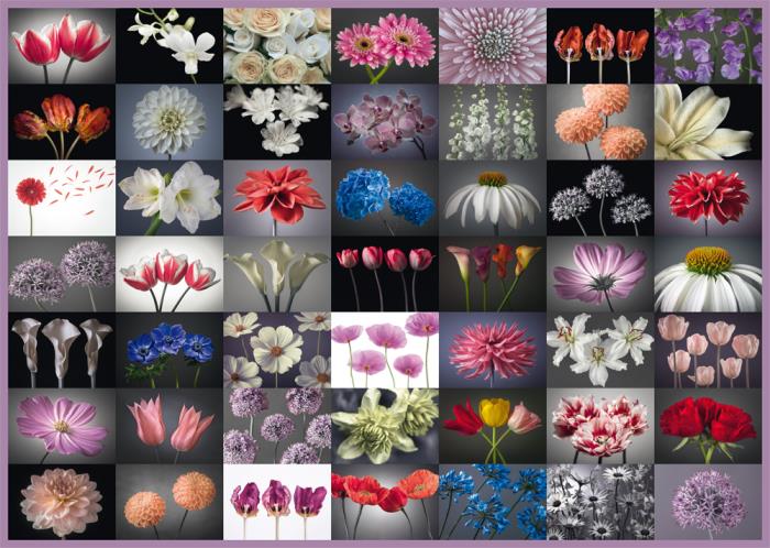Schmidt - Floral Greeting - 2000 Piece Jigsaw Puzzle