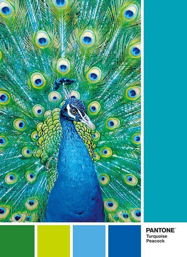 Clementoni - Turquoise Peacock - 1000 Piece Jigsaw Puzzle