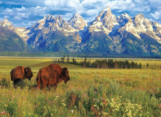 Eurographics - Grand Teton National Park - 1000 Piece Jigsaw Puzzle