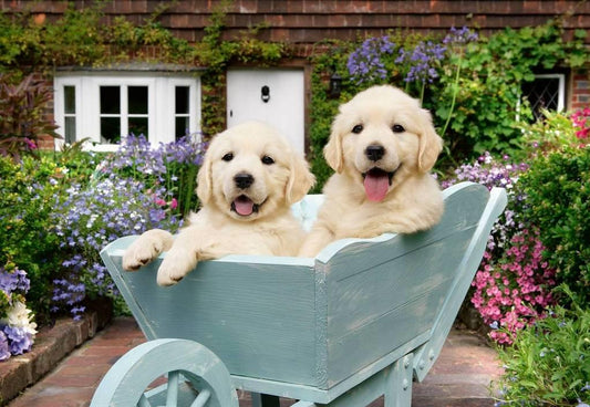 Ravensburger - Golden Retriever - 200XL Piece Jigsaw Puzzle