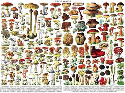 New York Puzzle Company - Mushrooms - 1000 Piece Jigsaw Puzzle