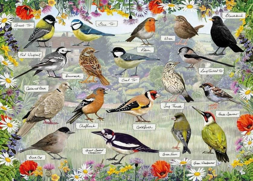 Gibsons - RSPB - Blissful Birds - 1000 Piece Jigsaw Puzzle