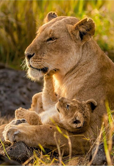 Clementoni - Feline Love - 500 Piece Jigsaw Puzzle