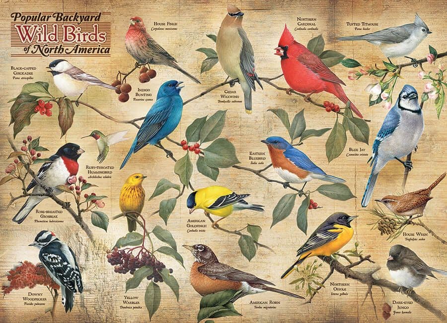 Cobble Hill - Popular Backyard Wild Birds of North America - 1000 Piece Jigsaw Puzzle