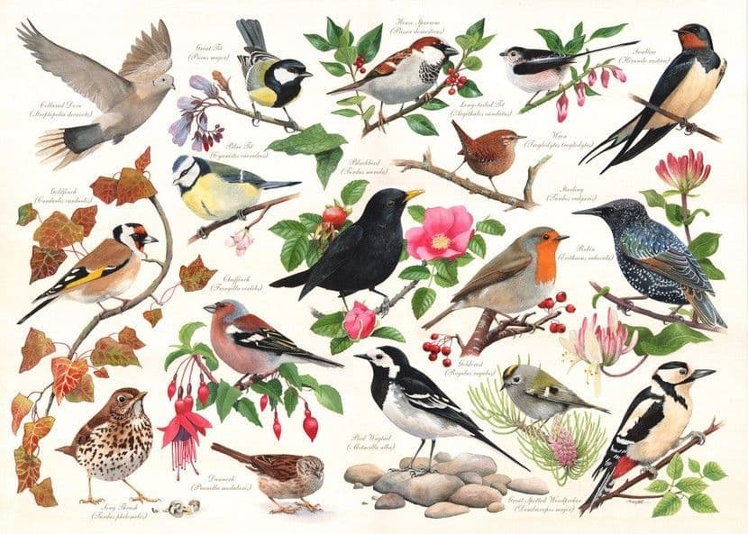 House of Puzzles - Birds In My Garden - 1000 Piece Jigsaw Puzzle
