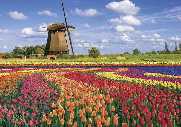 Calypto - Field of Tulips - Holland - 1000 Piece Jigsaw Puzzle