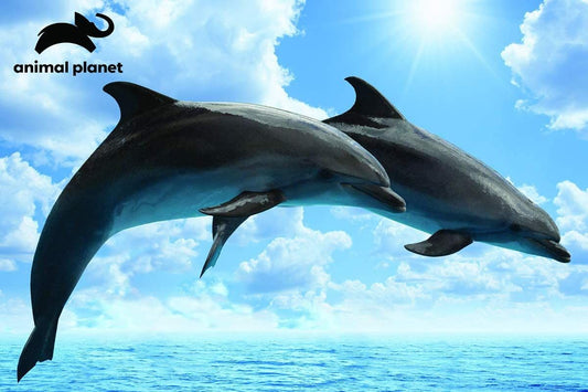 Kidicraft - Dolphin- Animal Planet  150 Piece Jigsaw Puzzle
